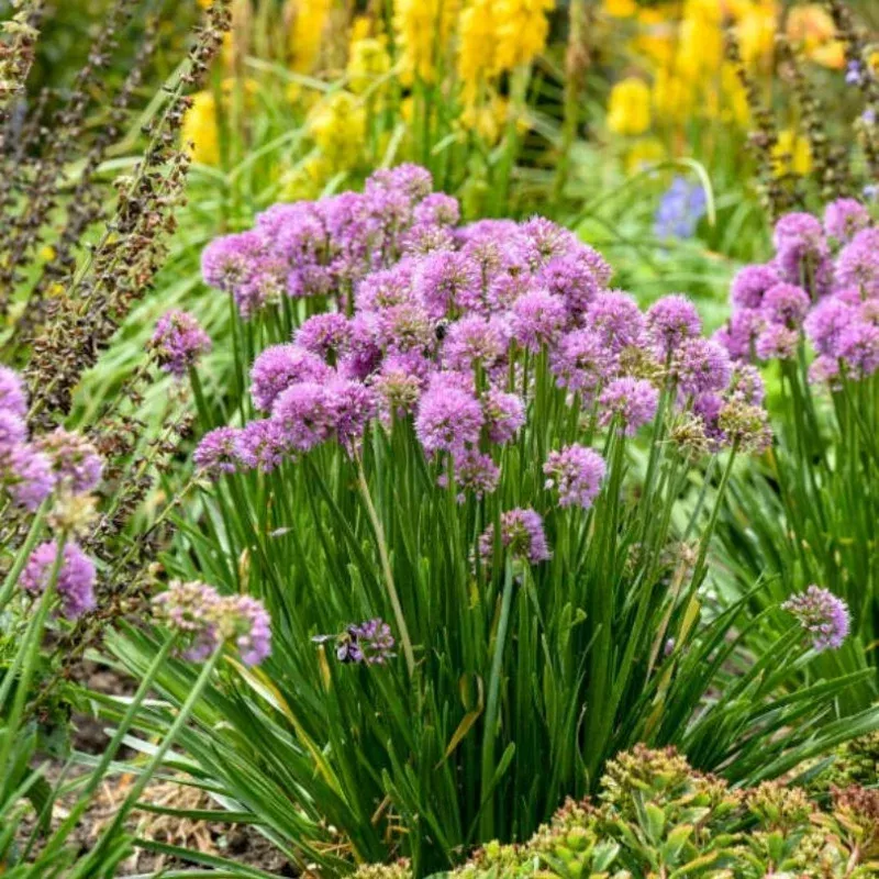 all-buzz-allium-one-quart ‘All The Buzz’ Allium|One Quart