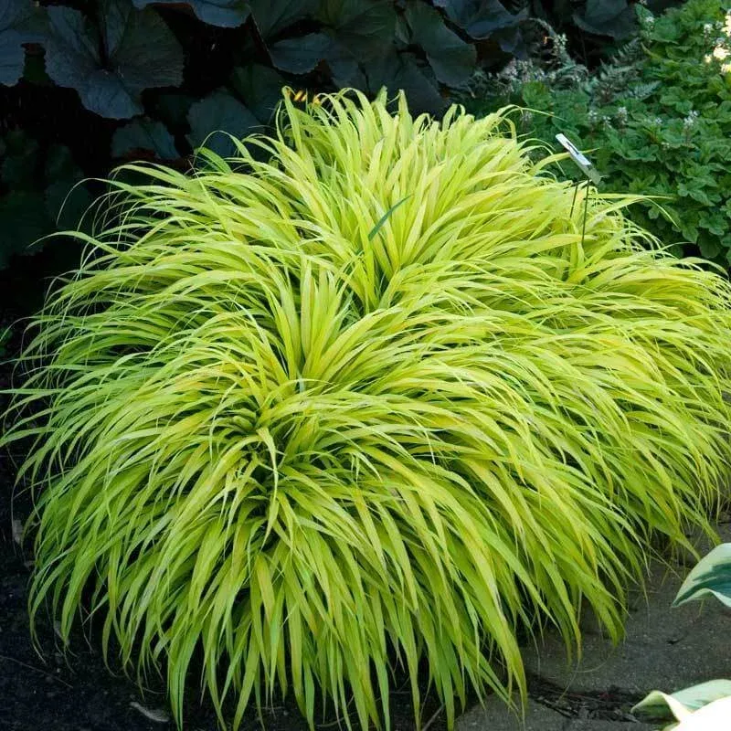 all-gold-japanese-forest-grass-hakonechloa ‘All Gold’ Japanese Forest Grass (Hakonechloa)