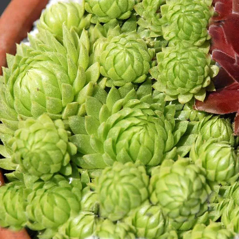 allionii-hens-chicks-three-inch ‘Allionii’ Hens & Chicks|Three Inch