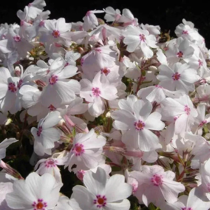 amazing-grace-creeping-phlox ‘Amazing Grace’ Creeping Phlox