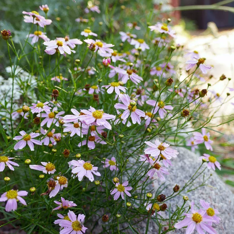 american-dream-tickseed-coreopsis ‘American Dream’ Tickseed (Coreopsis)
