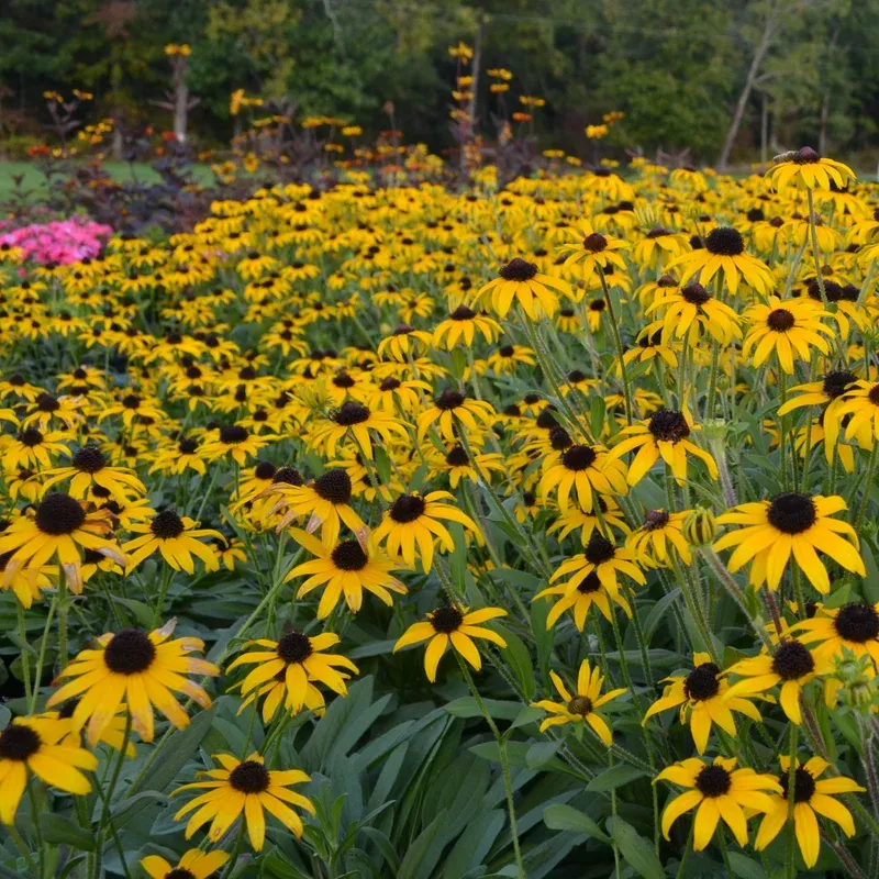 american-gold-rush-black-eyed-susan-rudbeckia ‘American Gold Rush’ Black-Eyed Susan (Rudbeckia)