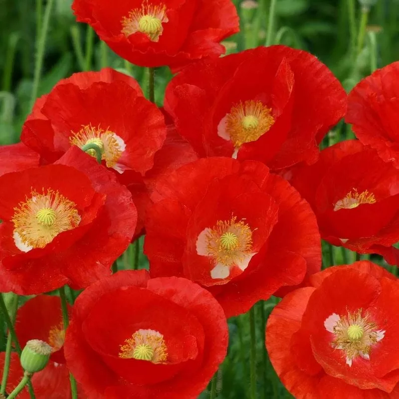 american-legion-heirloom-poppy-seeds ‘American Legion’ Heirloom Poppy Seeds