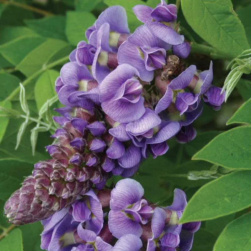 amethyst-falls-wisteria-one-quart ‘Amethyst Falls’ Wisteria|One Quart