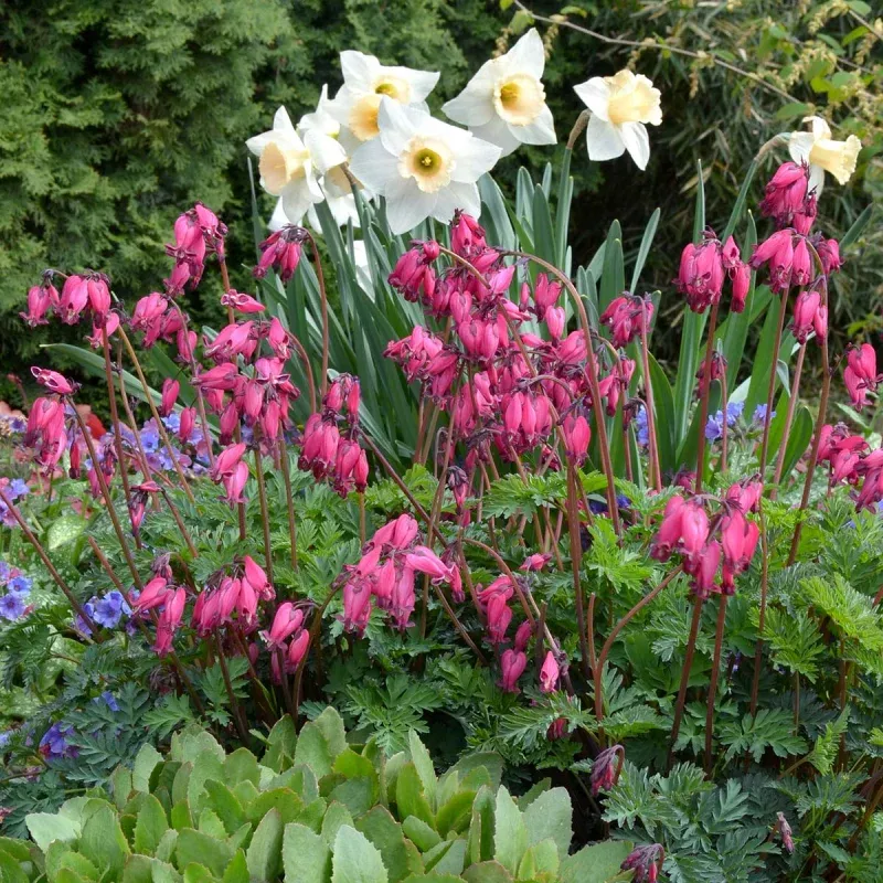 amore-rose-bleeding-heart-dicentra ‘Amore Rose’ Bleeding Heart (Dicentra)