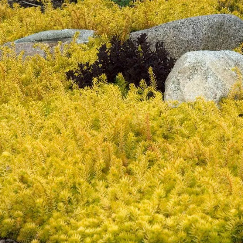 angelina-stonecrop-sedum-one-quart ‘Angelina’ Stonecrop (Sedum)|One Quart