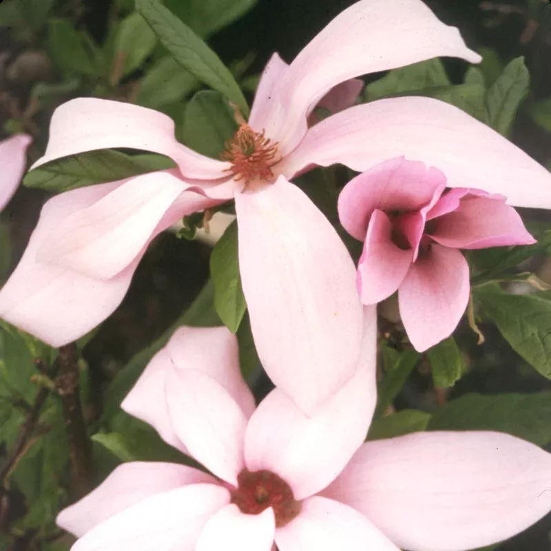 ann-magnolia-one-quart ‘Ann’ Magnolia|One Quart
