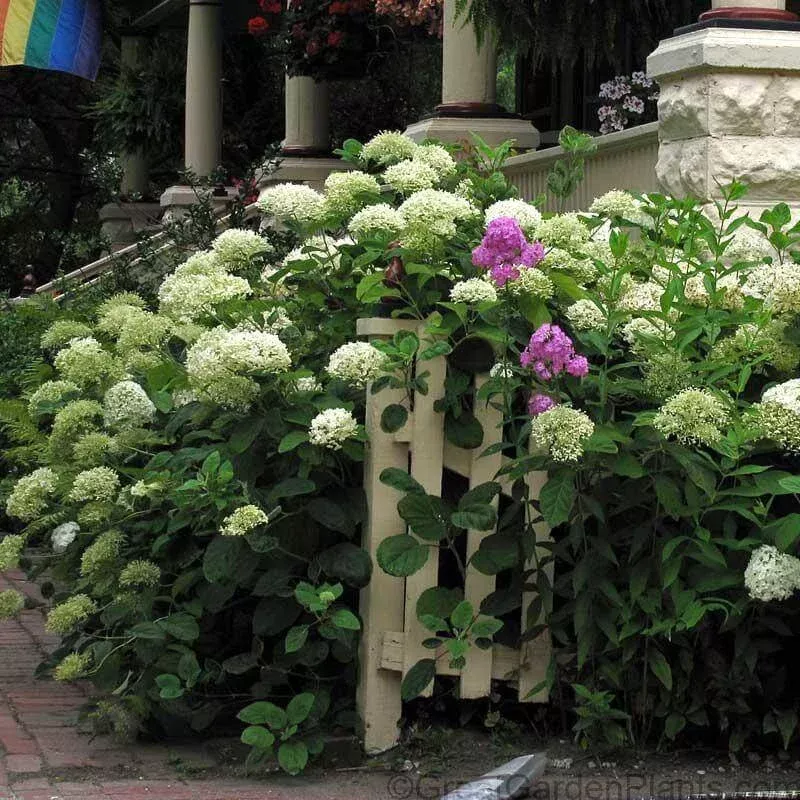 annabelle-smooth-hydrangea-one-quart ‘Annabelle’ Smooth Hydrangea|One Quart