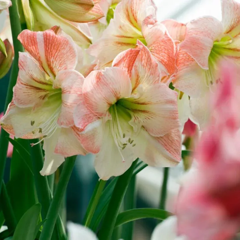 apple-blossom-amaryllis-bulb ‘Apple Blossom’ Amaryllis Bulb