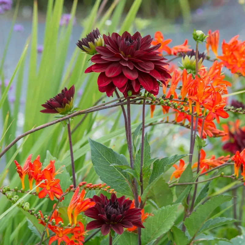 arabian-night-dahlia-one-quart-one-tuber ‘Arabian Night’ Dahlia|One Quart&One Tuber