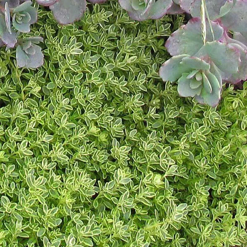 archer-s-gold-thyme-three-inch ‘Archer’s Gold’ Thyme|Three Inch