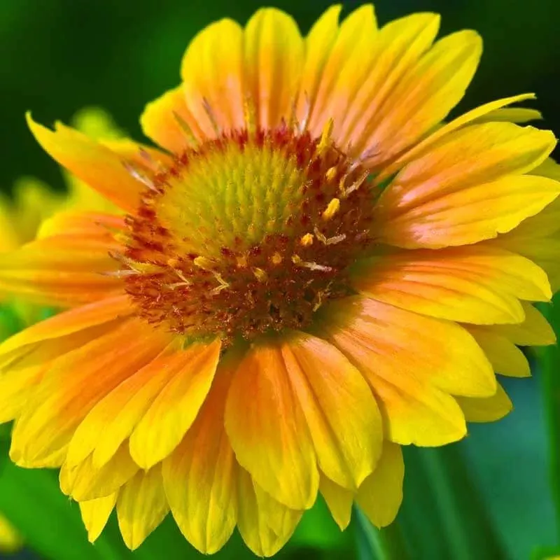 arizona-apricot-blanket-flower-gaillardia ‘Arizona Apricot’ Blanket Flower (Gaillardia)