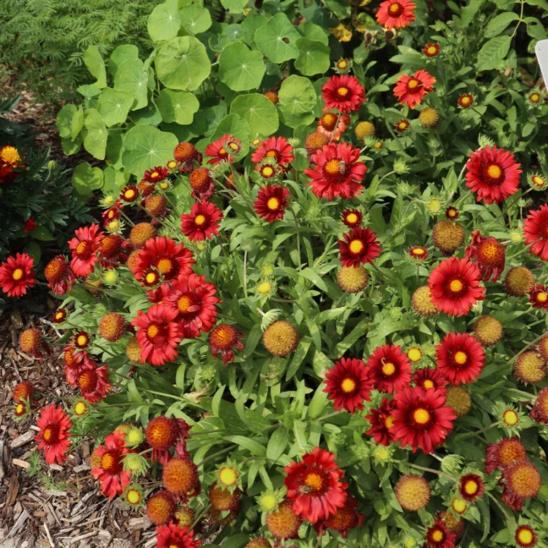 arizona-red-shades-blanket-flower-gaillardia ‘Arizona Red Shades’ Blanket Flower (Gaillardia)
