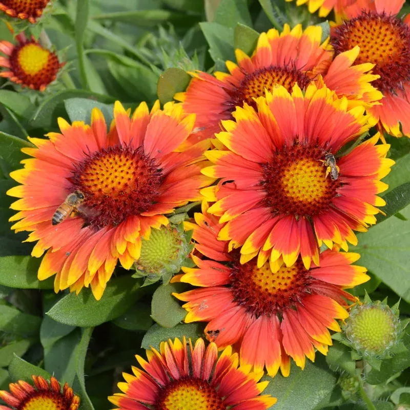 arizona-sun-blanket-flower-gaillardia ‘Arizona Sun’ Blanket Flower (Gaillardia)
