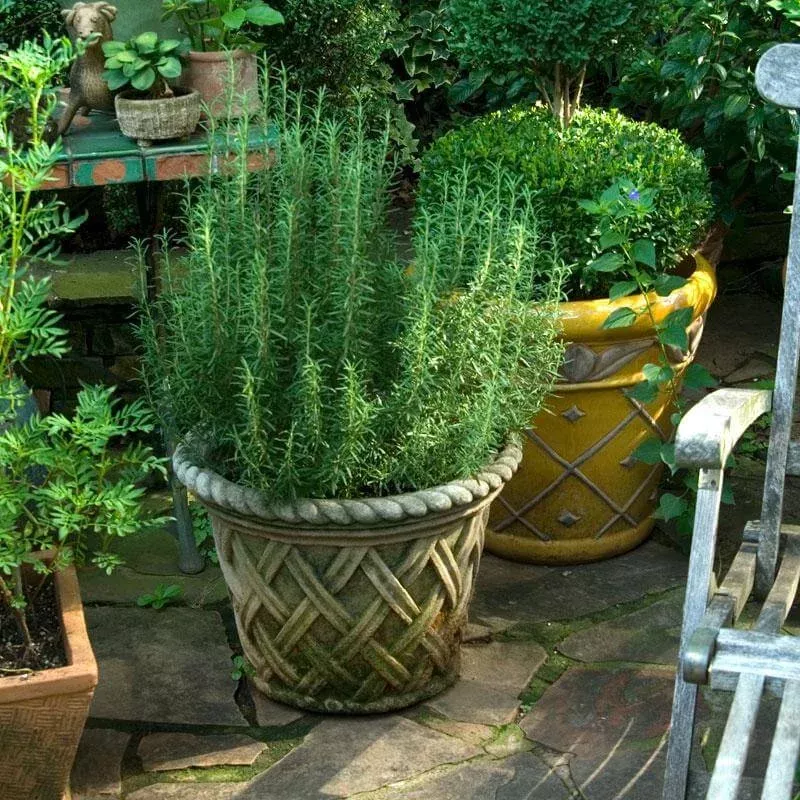 arp-rosemary-one-quart ‘Arp’ Rosemary|One Quart