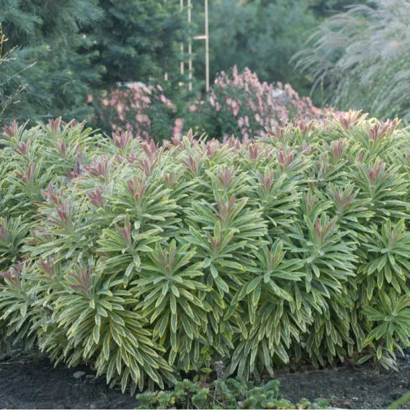 ascot-rainbow-spurge-euphorbia ‘Ascot Rainbow’ Spurge (Euphorbia)