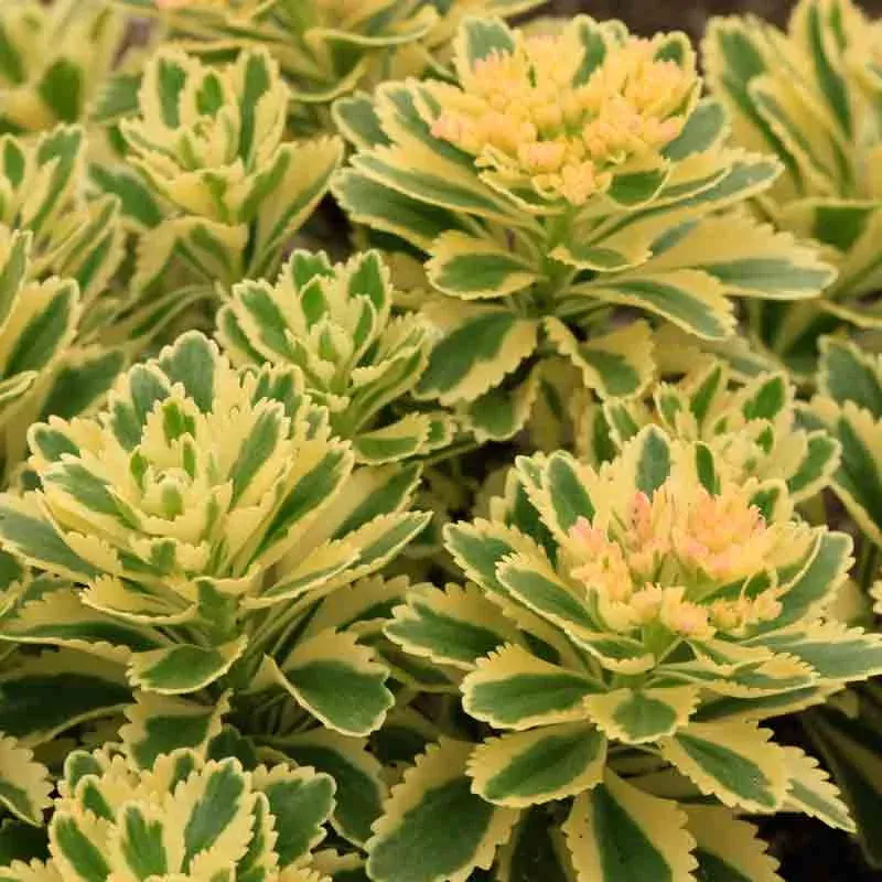 atlantis-stonecrop-one-quart ‘Atlantis’ Stonecrop|One Quart
