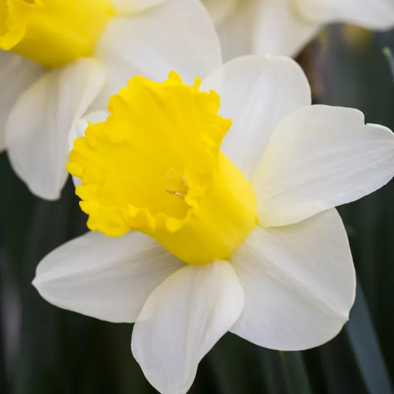 attraction-trumpet-daffodil-narcissus ‘Attraction’ Trumpet Daffodil (Narcissus)