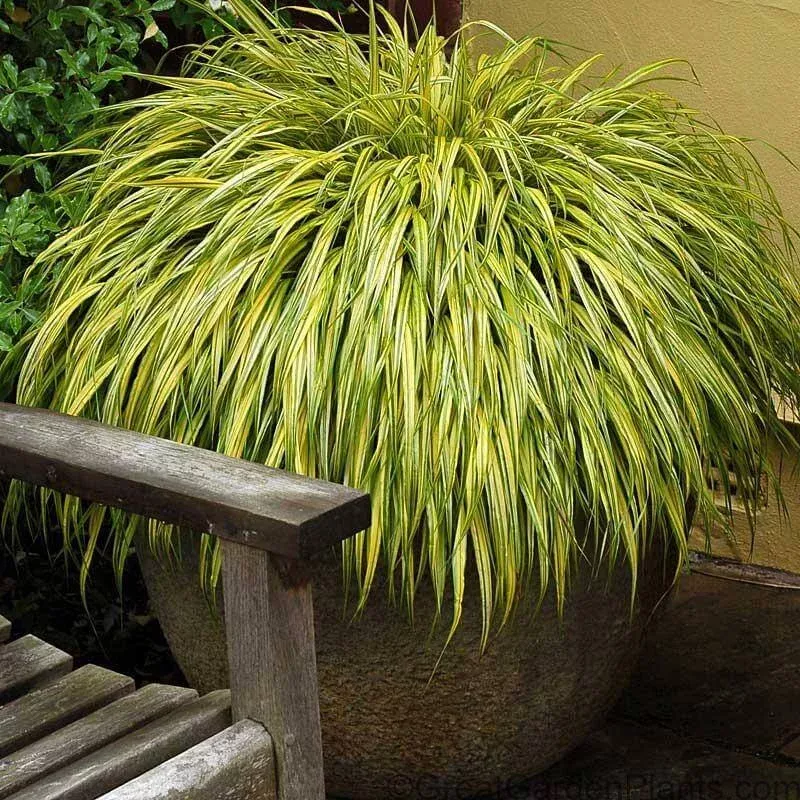 aureola-japanese-forest-grass-hakonechloa ‘Aureola’ Japanese Forest Grass (Hakonechloa)