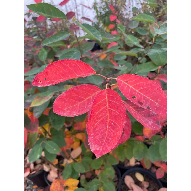 autumn-brilliance-serviceberry-amelanchier-x-grandiflora-autumn-brilliance ‘Autumn Brilliance’ Serviceberry, Amelanchier x grandiflora ‘Autumn Brilliance’