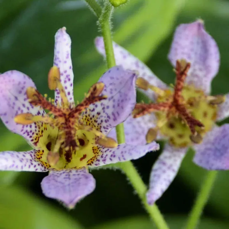autumn-glow-formosa-toad-lily-tricyrtis ‘Autumn Glow’ Formosa Toad Lily (Tricyrtis)