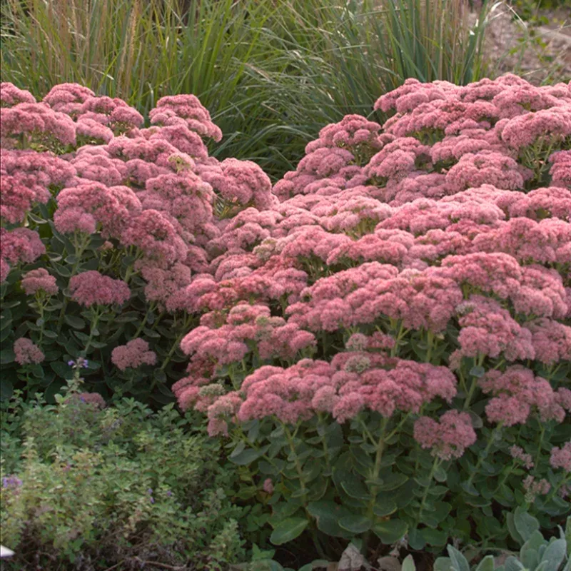 autumn-joy-stonecrop-sedum ‘Autumn Joy’ Stonecrop (Sedum)