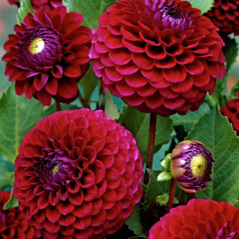 babette-dahlia-one-tuber ‘Babette’ Dahlia|One Tuber