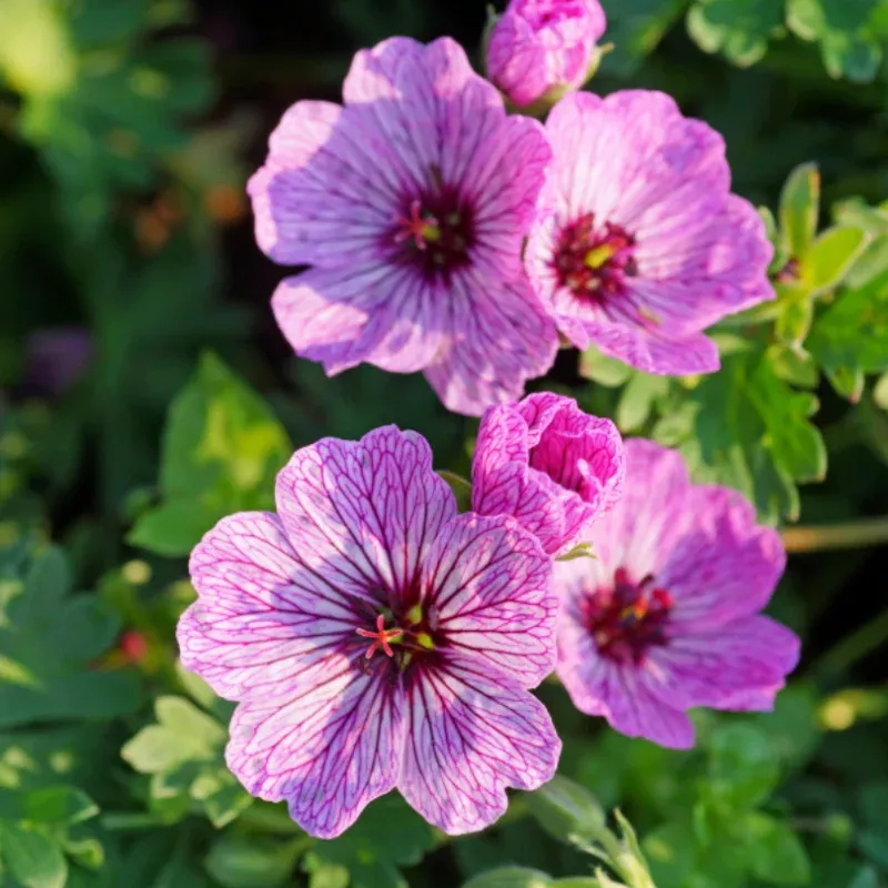 ballerina-cranesbill-geranium ‘Ballerina’ Cranesbill (Geranium)