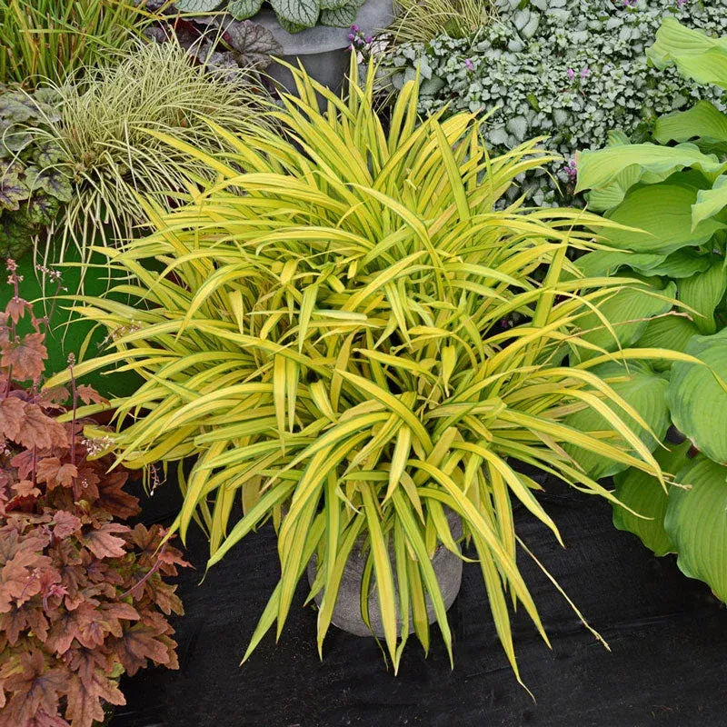 banana-boat-creeping-sedge-one-quart ‘Banana Boat’ Creeping Sedge|One Quart