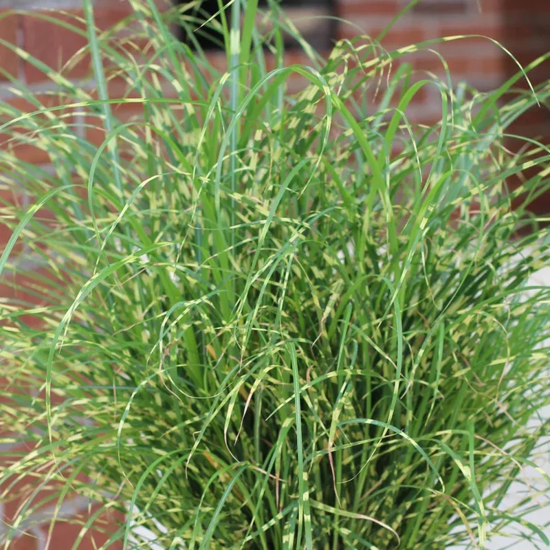 bandwidth-maiden-grass-miscanthus ‘Bandwidth’ Maiden Grass (Miscanthus)