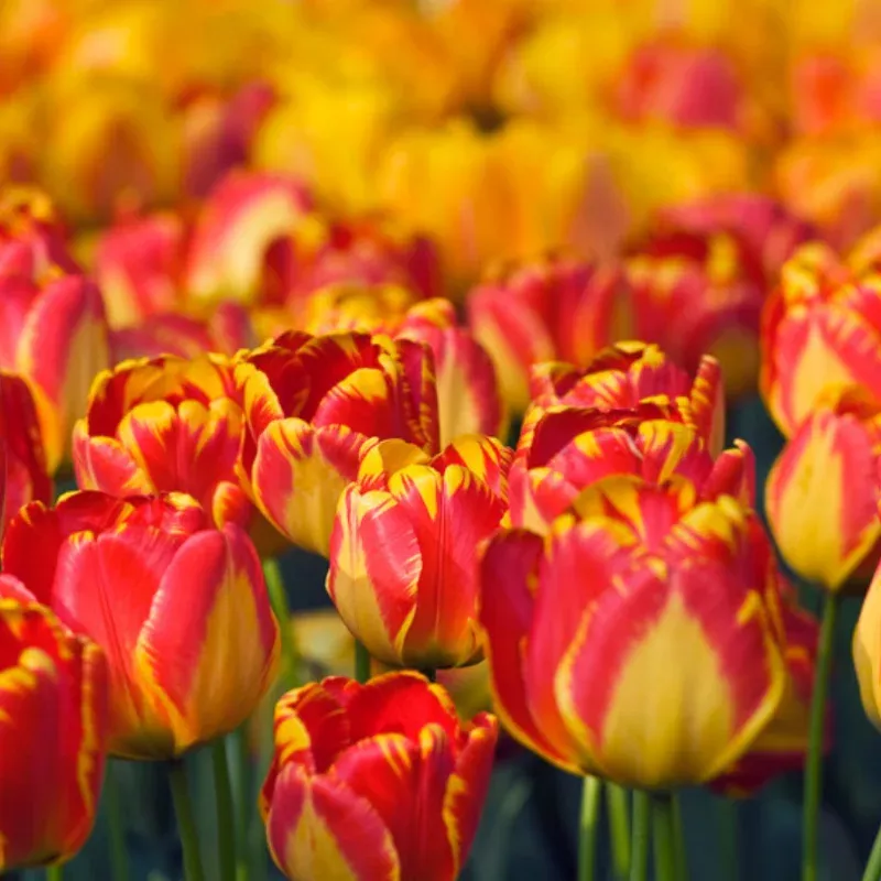 banja-luka-tulip-7-bulb-pack ‘Banja Luka’ Tulip|7 Bulb Pack