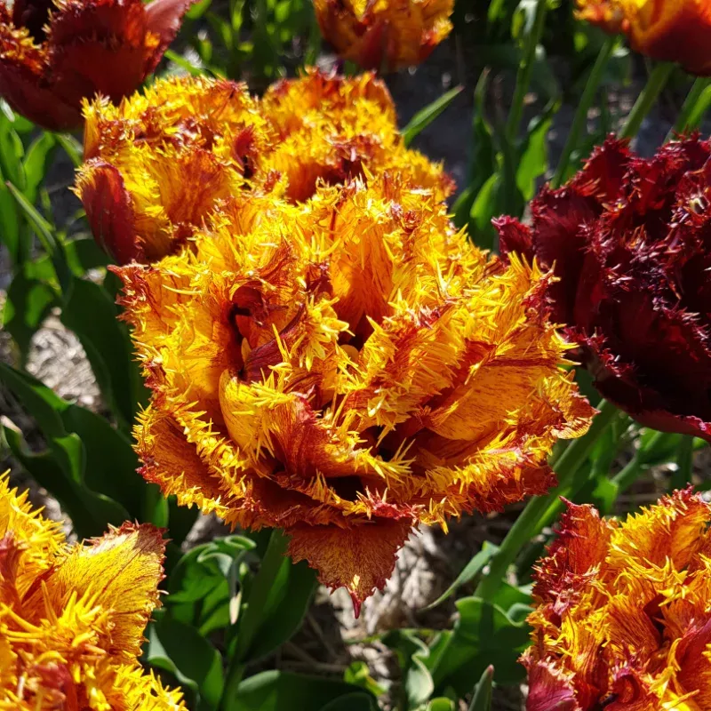 bastia-fringed-tulip-8-bulb-pack ‘Bastia’ Fringed Tulip|8 Bulb Pack