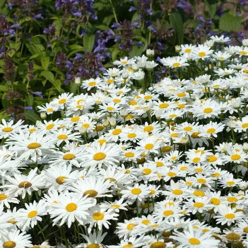 becky-shasta-daisy-leucanthemum ‘Becky’ Shasta Daisy (Leucanthemum)