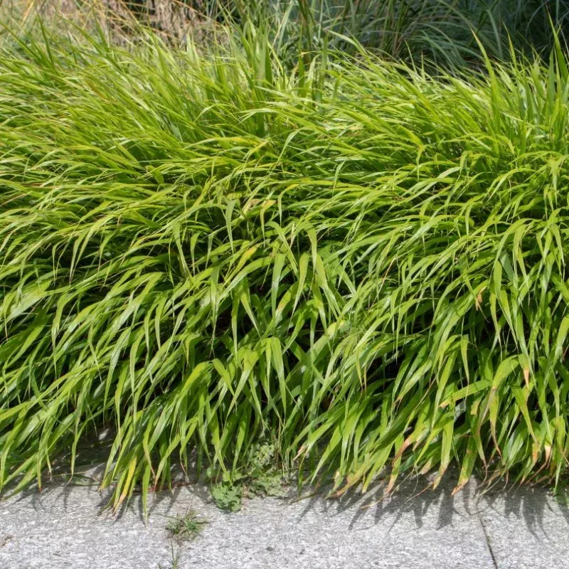 beni-kaze-japanese-forest-grass-hakonechloa ‘Beni Kaze’ Japanese Forest Grass (Hakonechloa)