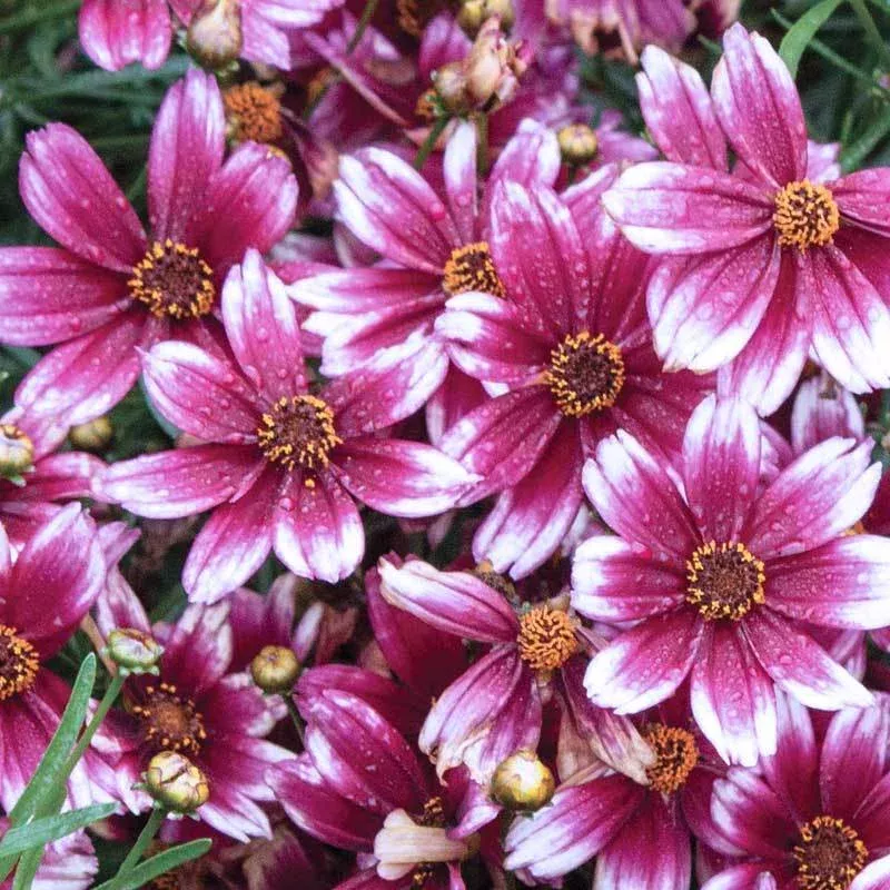 berry-chiffon-tickseed-one-quart ‘Berry Chiffon’ Tickseed|One Quart