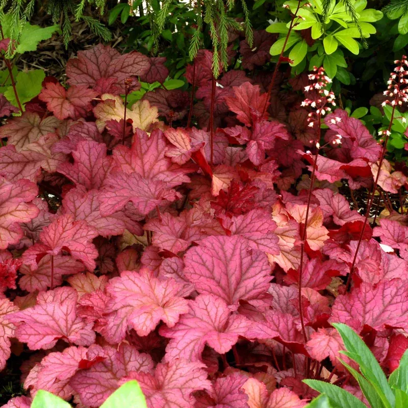 berry-smoothie-coral-bells-heuchera ‘Berry Smoothie’ Coral Bells (Heuchera)