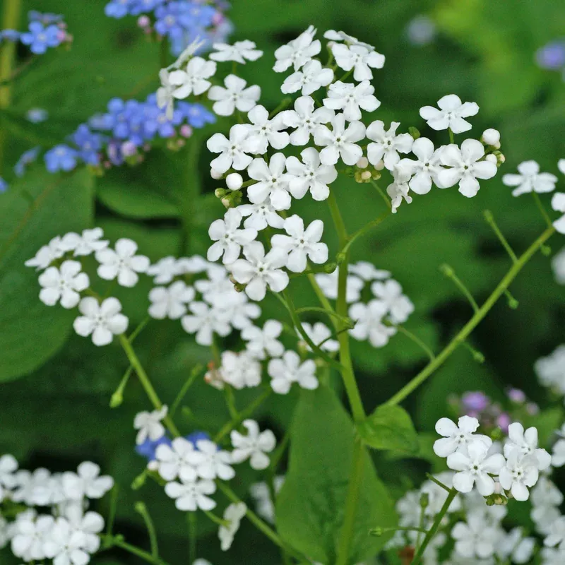betty-bowring-siberian-bugloss-brunnera ‘Betty Bowring’ Siberian Bugloss (Brunnera)