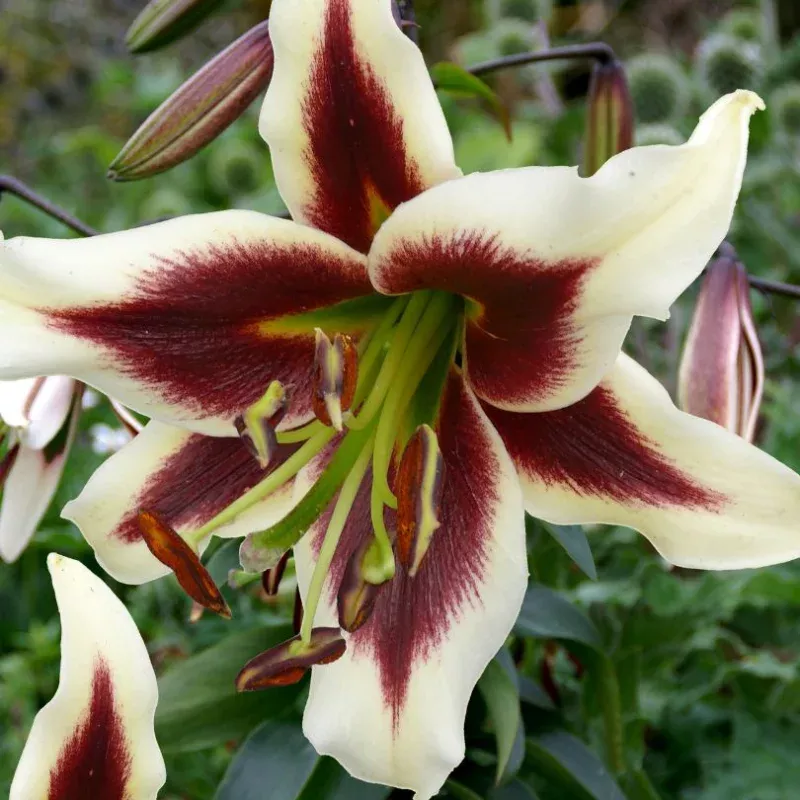 beverly-dreams-lily-lilium ‘Beverly Dreams’ Lily (Lilium)