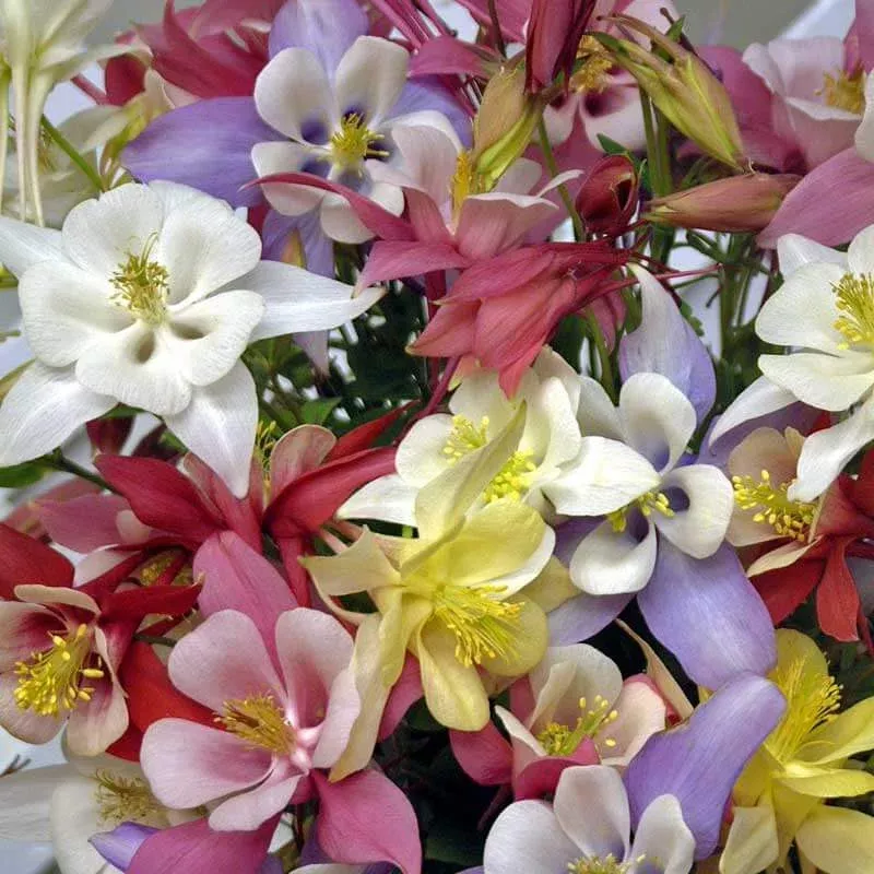biedermeier-mix-columbine-aquilegia ‘Biedermeier Mix’ Columbine (Aquilegia)
