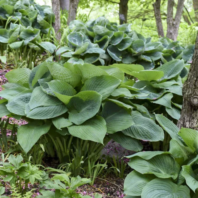 big-daddy-hosta-one-quart ‘Big Daddy’ Hosta|One Quart