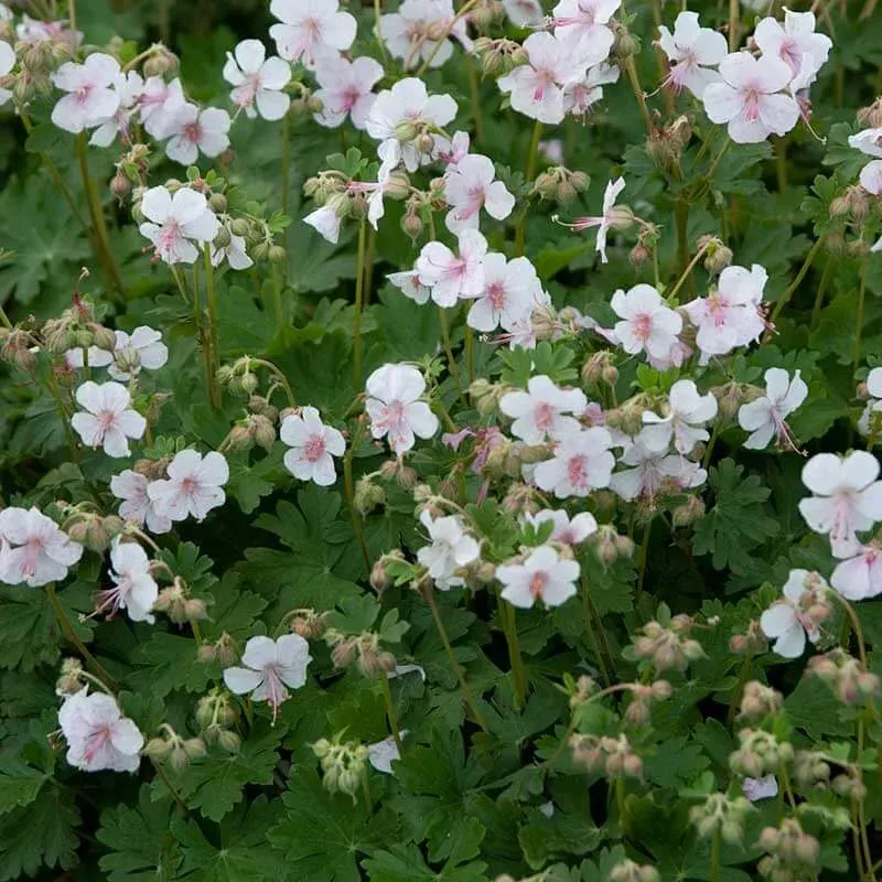 biokovo-cranesbill-geranium ‘Biokovo’ Cranesbill (Geranium)
