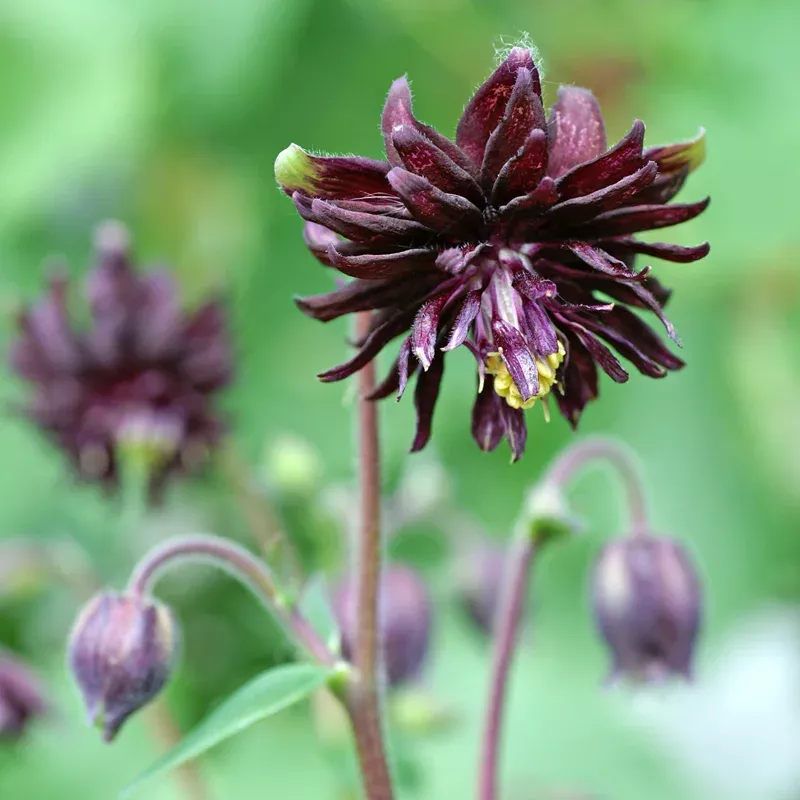 black-barlow-columbine-aquilegia ‘Black Barlow’ Columbine (Aquilegia)
