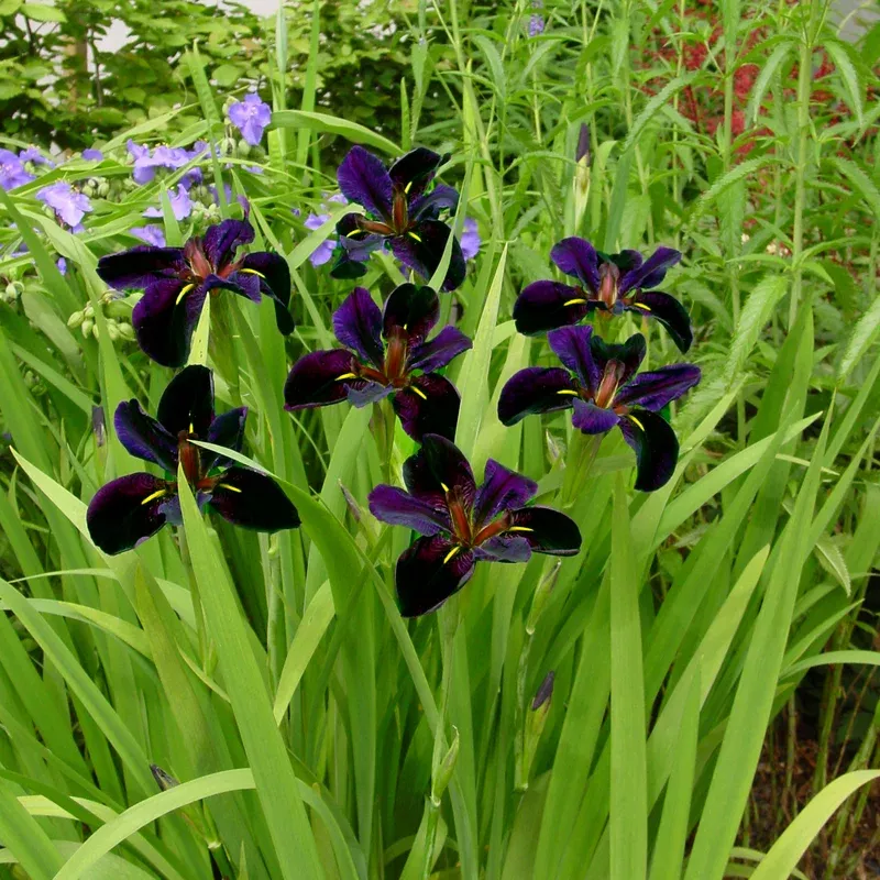 black-gamecock-louisiana-iris ‘Black Gamecock’ Louisiana Iris