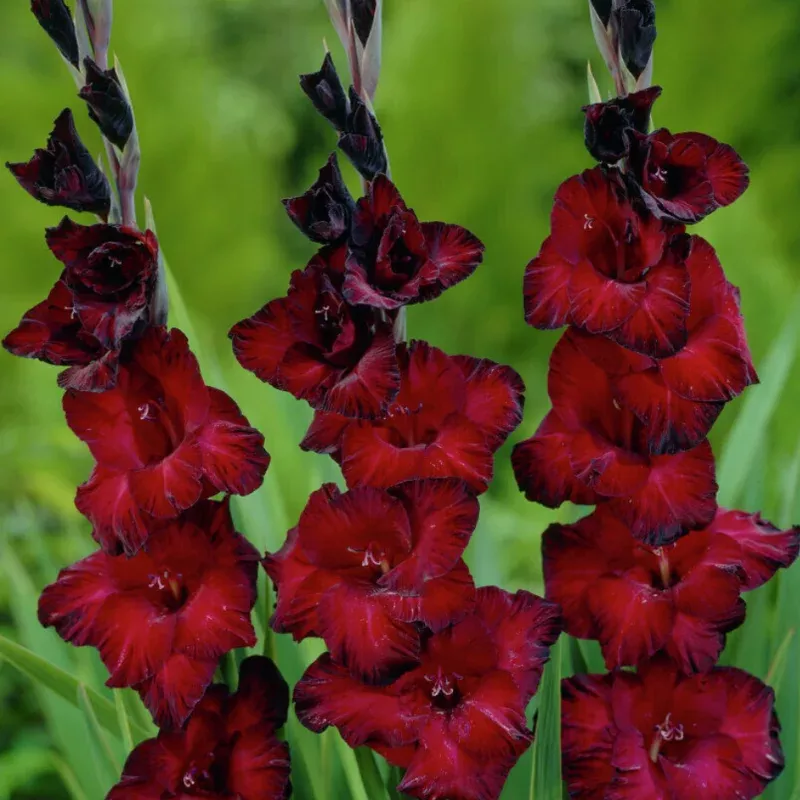 black-jack-gladiolus-8-bulb ‘Black Jack’ Gladiolus|8 Bulb