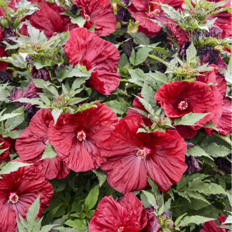 blackberry-merlot-hibiscus-creekside-champions ‘Blackberry Merlot’ Hibiscus | Creekside Champions
