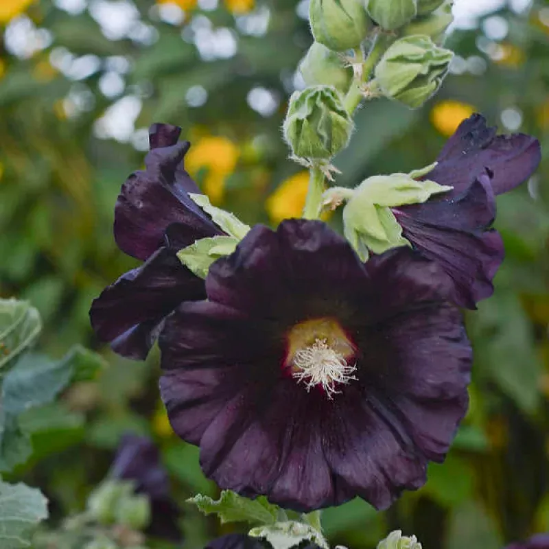 blacknight-hollyhock-alcea ‘Blacknight’ Hollyhock (Alcea)