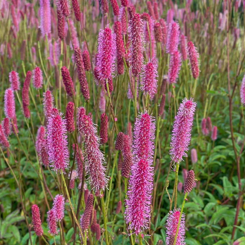 blackthorn-great-burnet-sanguisorba ‘Blackthorn’ Great Burnet (Sanguisorba)