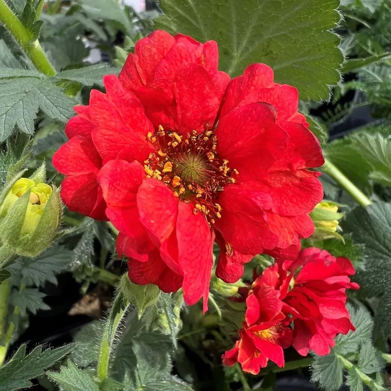 blazing-sunset-avens-geum ‘Blazing Sunset’ Avens (Geum)