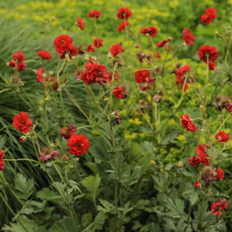 blazing-sunset-geum-one-quart ‘Blazing Sunset’ Geum|One Quart