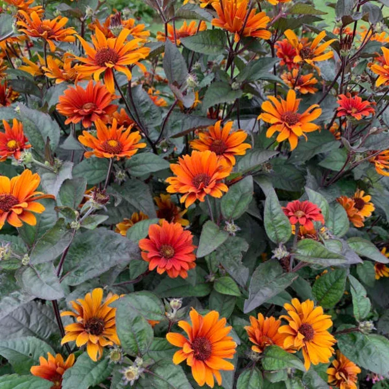 bleeding-hearts-false-sunflower-heliopsis ‘Bleeding Hearts’ False Sunflower (Heliopsis)